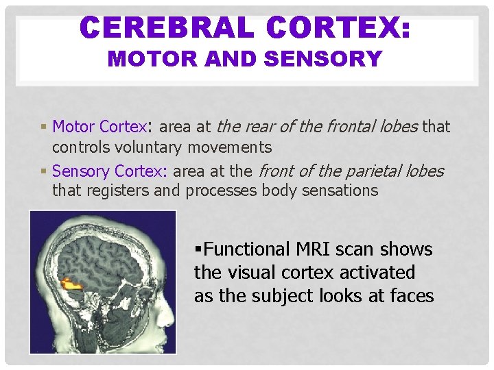 CEREBRAL CORTEX: MOTOR AND SENSORY § Motor Cortex: area at the rear of the