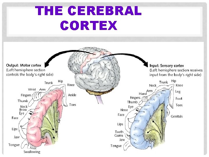 THE CEREBRAL CORTEX 