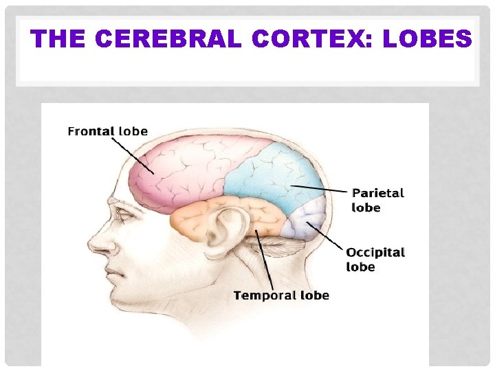 THE CEREBRAL CORTEX: LOBES 