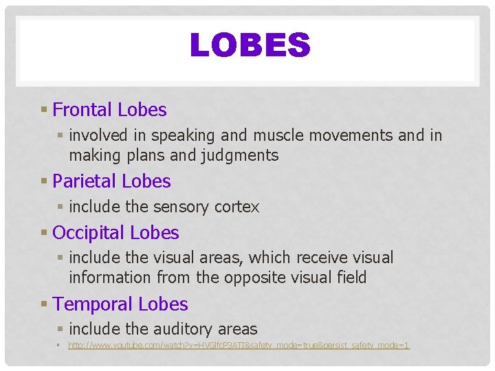 LOBES § Frontal Lobes § involved in speaking and muscle movements and in making