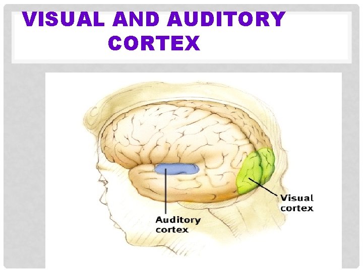 VISUAL AND AUDITORY CORTEX 