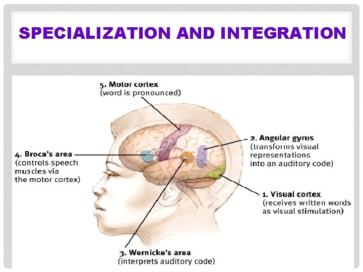 SPECIALIZATION AND INTEGRATION 