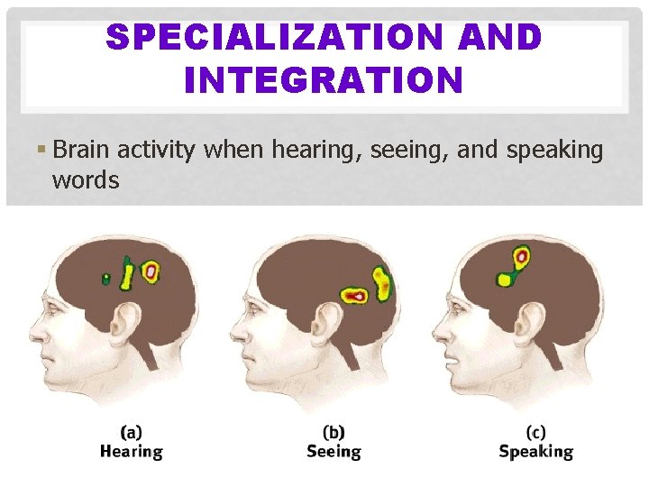 SPECIALIZATION AND INTEGRATION § Brain activity when hearing, seeing, and speaking words 