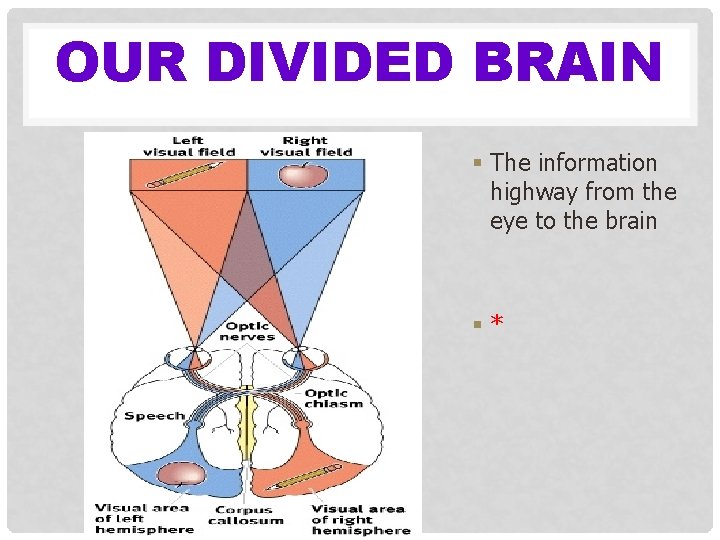 OUR DIVIDED BRAIN § The information highway from the eye to the brain §*