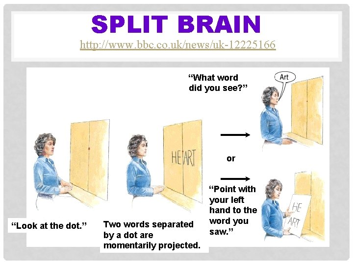 SPLIT BRAIN http: //www. bbc. co. uk/news/uk-12225166 “What word did you see? ” or
