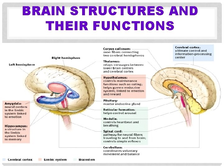 BRAIN STRUCTURES AND THEIR FUNCTIONS 
