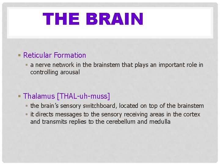 THE BRAIN § Reticular Formation § a nerve network in the brainstem that plays