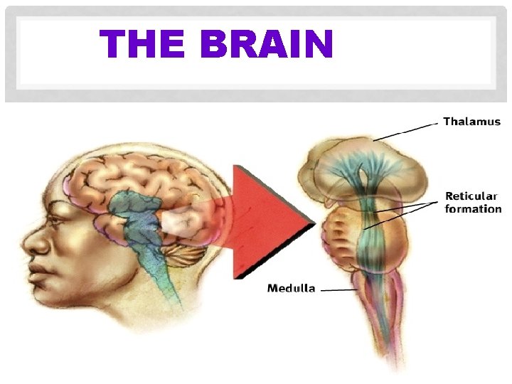 THE BRAIN 