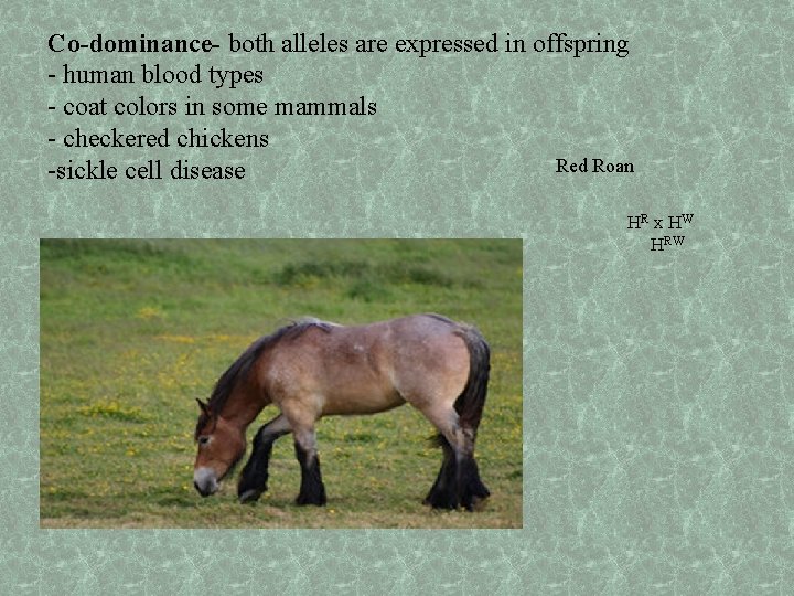 Co-dominance- both alleles are expressed in offspring - human blood types - coat colors