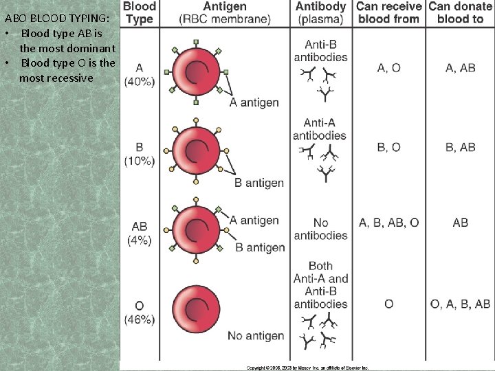 ABO BLOOD TYPING: • Blood type AB is the most dominant • Blood type