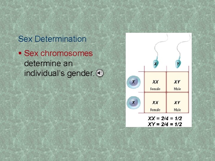 Sex Determination § Sex chromosomes determine an individual’s gender. 