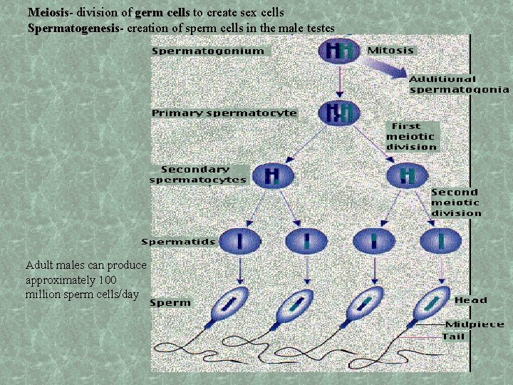 Meiosis- division of germ cells to create sex cells Spermatogenesis- creation of sperm cells
