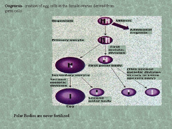 Oogenesis- creation of egg cells in the female ovaries derived from germ cells Polar