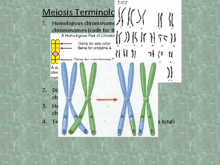 Meiosis Terminology: 1. Homologous chromosomes- pair of identical chromosomes (code for the same genes)