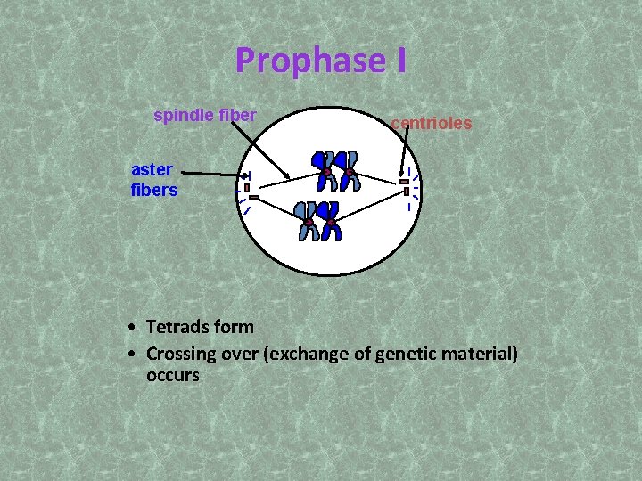 Prophase I spindle fiber centrioles aster fibers • Tetrads form • Crossing over (exchange