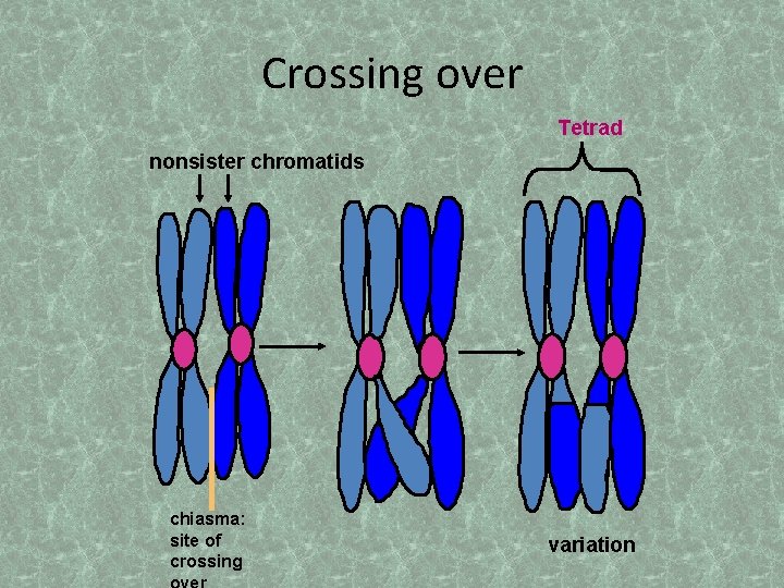 Crossing over Tetrad nonsister chromatids chiasma: site of crossing variation 