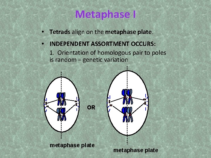 Metaphase I • Tetrads align on the metaphase plate • INDEPENDENT ASSORTMENT OCCURS: 1.