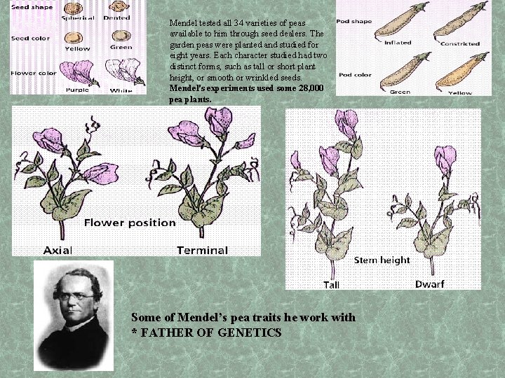 Mendel tested all 34 varieties of peas available to him through seed dealers. The