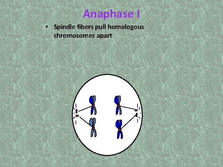 Anaphase I • Spindle fibers pull homologous chromosomes apart 
