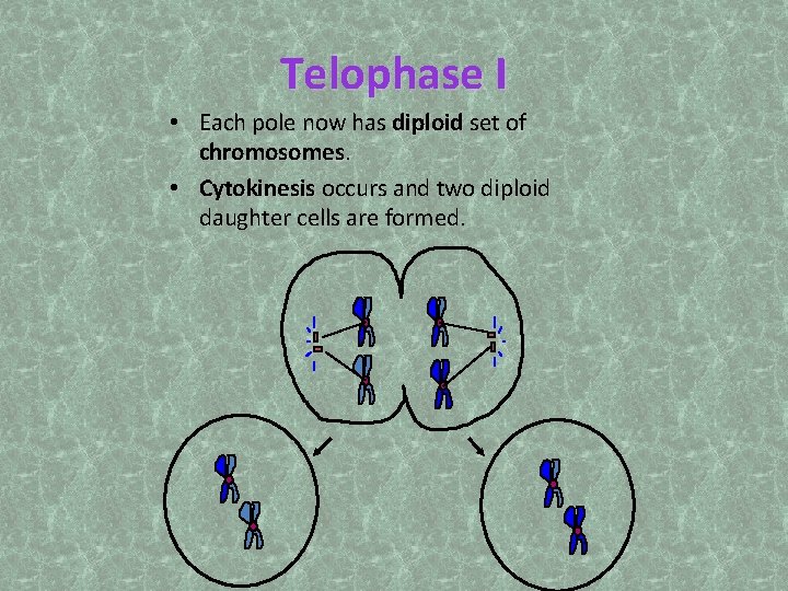 Telophase I • Each pole now has diploid set of chromosomes • Cytokinesis occurs
