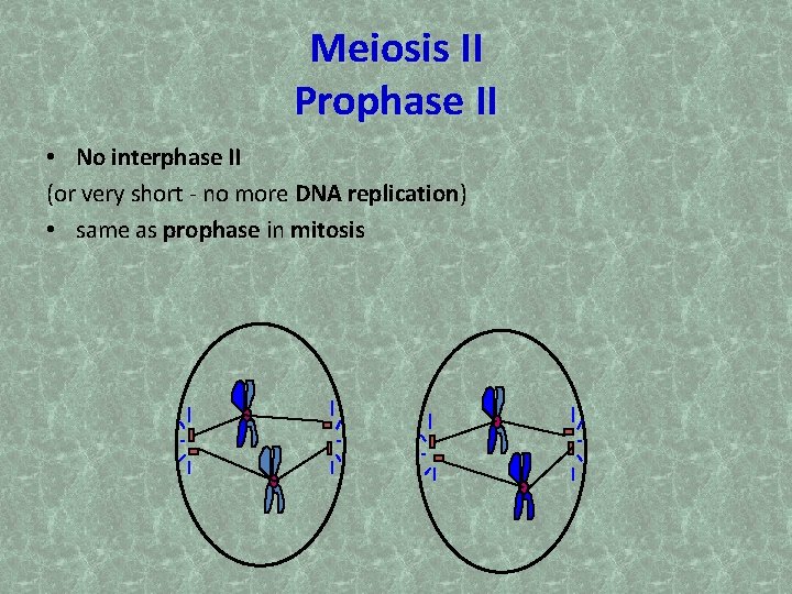 Meiosis II Prophase II • No interphase II (or very short - no more