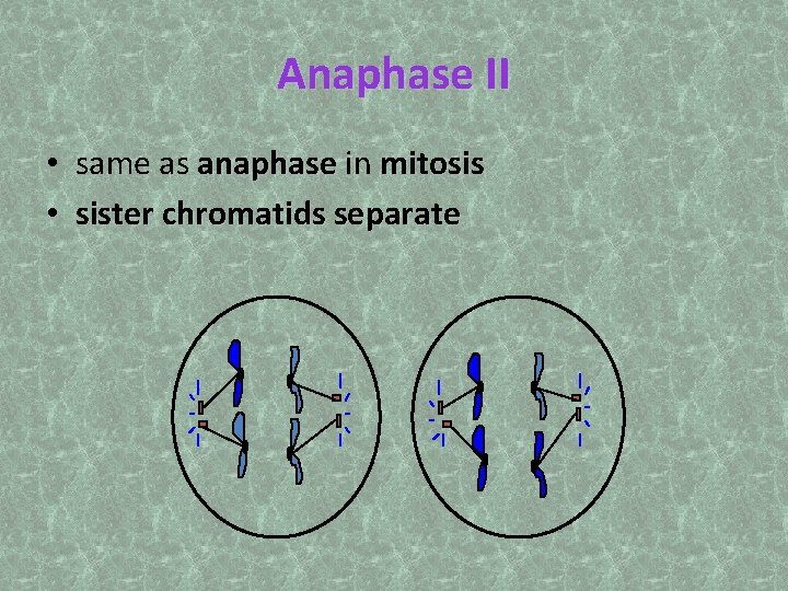 Anaphase II • same as anaphase in mitosis • sister chromatids separate 