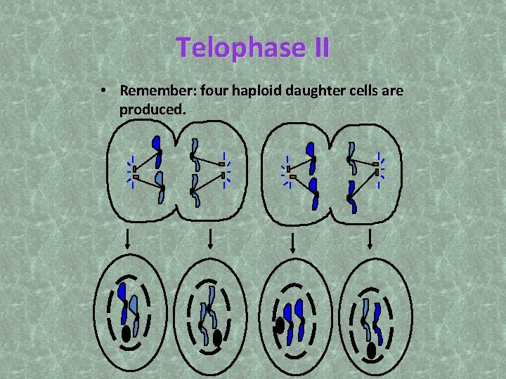 Telophase II • Remember: four haploid daughter cells are produced. 