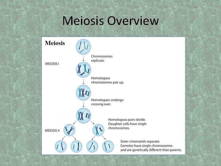Meiosis Overview 