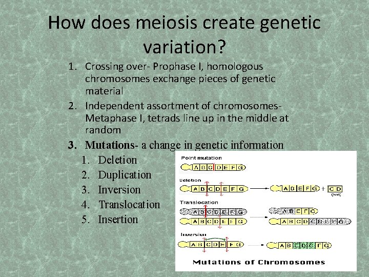 How does meiosis create genetic variation? 1. Crossing over- Prophase I, homologous chromosomes exchange