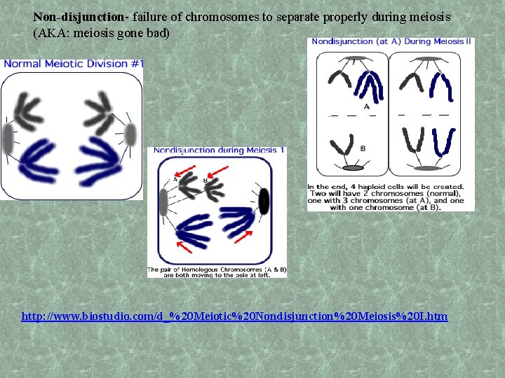 Non-disjunction- failure of chromosomes to separate properly during meiosis (AKA: meiosis gone bad) http:
