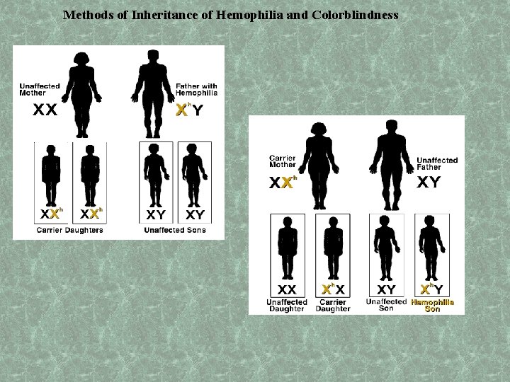 Methods of Inheritance of Hemophilia and Colorblindness 