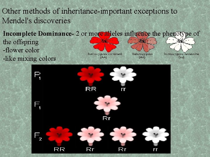 Other methods of inheritance-important exceptions to Mendel's discoveries Incomplete Dominance- 2 or more alleles