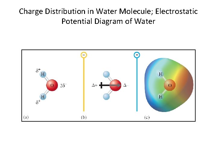 Charge Distribution in Water Molecule; Electrostatic Potential Diagram of Water 