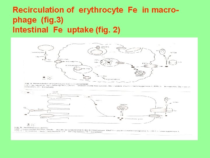 Recirculation of erythrocyte Fe in macrophage (fig. 3) Intestinal Fe uptake (fig. 2) 