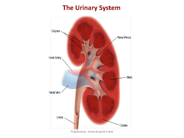 The Urinary System Prepared by : Amal Awad Al-Harbi 