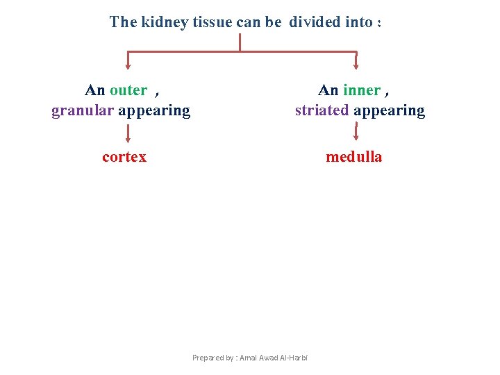 The kidney tissue can be divided into : An outer , granular appearing An