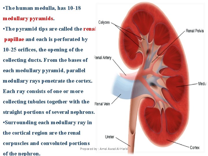  • The human medulla, has 10 -18 medullary pyramids. • The pyramid tips