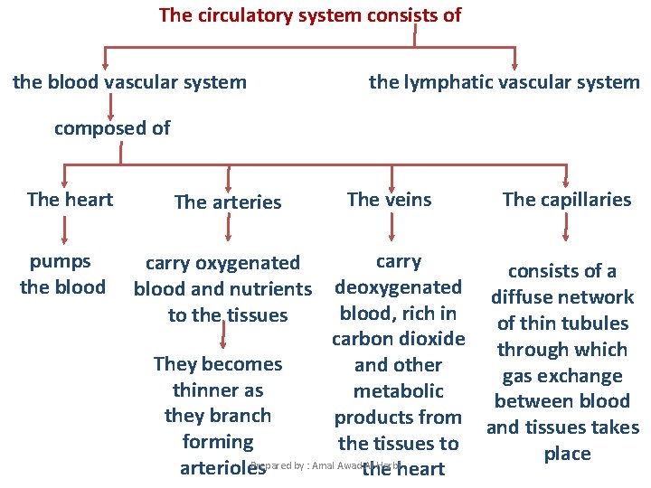 The circulatory system consists of the blood vascular system the lymphatic vascular system composed