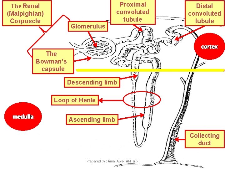Proximal convoluted tubule The Renal (Malpighian) Corpuscle Glomerulus Distal convoluted tubule cortex The Bowman’s