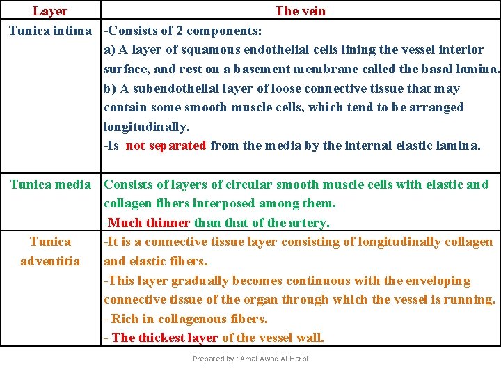 Layer The vein Tunica intima -Consists of 2 components: a) A layer of squamous