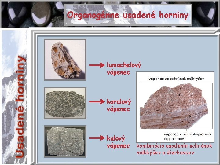 Organogénne usadené horniny lumachelový vápenec koralový vápenec kombinácia usadenín schránok mäkkýšov a dierkavcov 