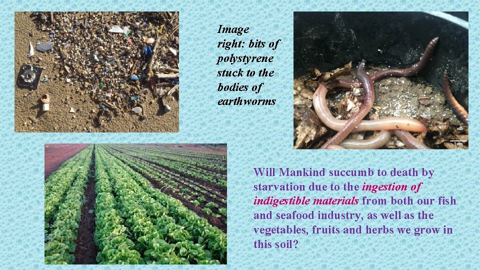 Image right: bits of polystyrene stuck to the bodies of earthworms Will Mankind succumb