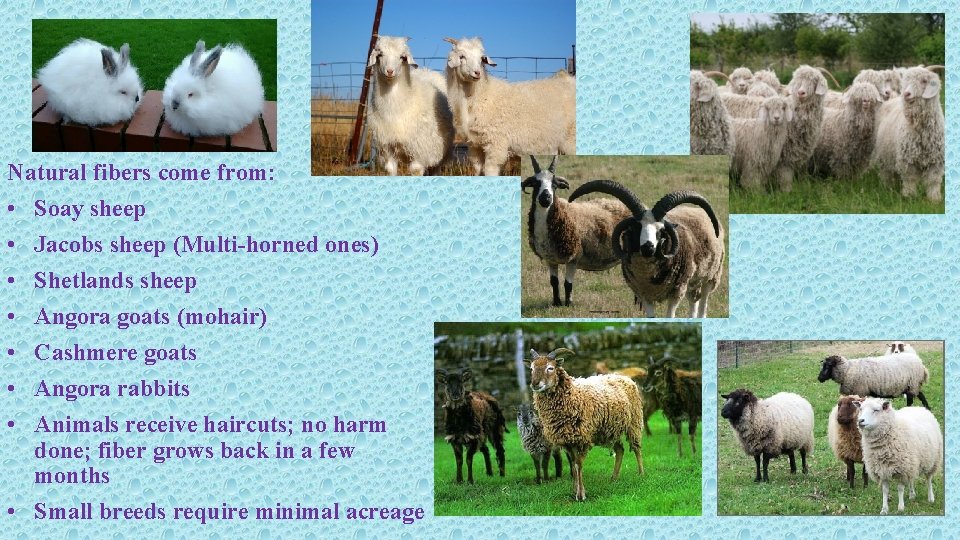 Natural fibers come from: • Soay sheep • Jacobs sheep (Multi-horned ones) • Shetlands