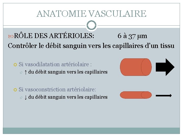 ANATOMIE VASCULAIRE RÔLE DES ARTÉRIOLES: 6 à 37 µm Contrôler le débit sanguin vers