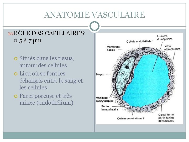 ANATOMIE VASCULAIRE RÔLE DES CAPILLAIRES: 0. 5 à 7 µm Situés dans les tissus,