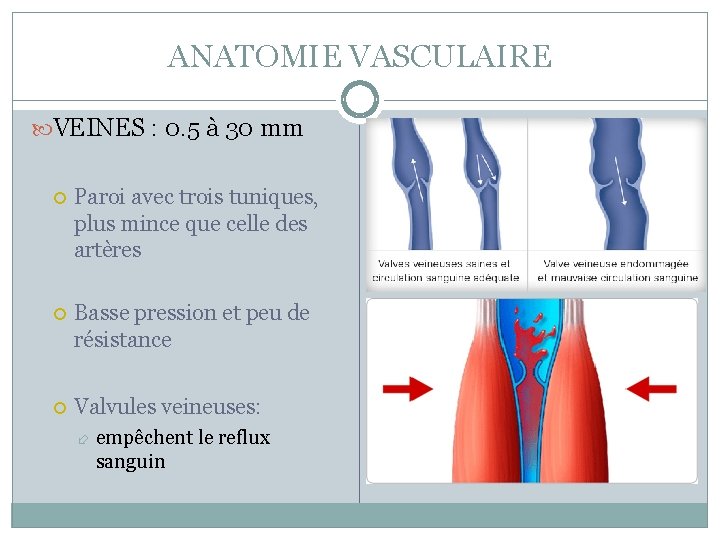 ANATOMIE VASCULAIRE VEINES : 0. 5 à 30 mm Paroi avec trois tuniques, plus