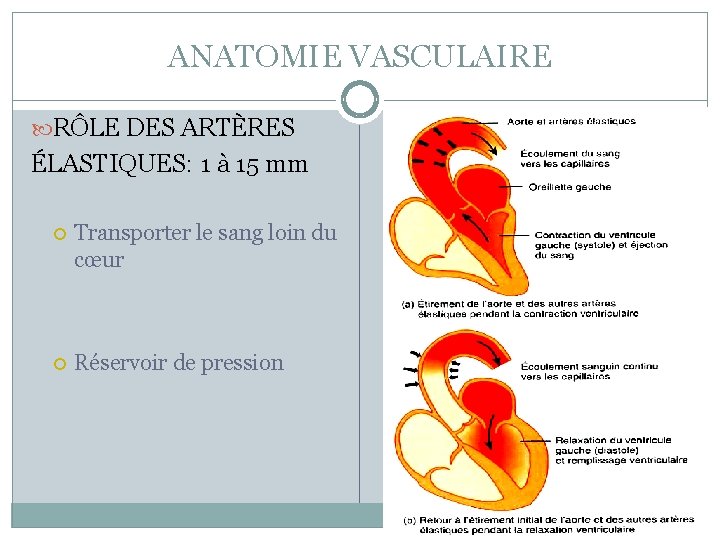 ANATOMIE VASCULAIRE RÔLE DES ARTÈRES ÉLASTIQUES: 1 à 15 mm Transporter le sang loin