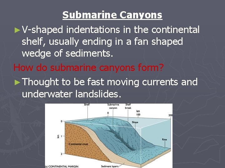 Submarine Canyons ► V-shaped indentations in the continental shelf, usually ending in a fan