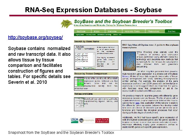 RNA-Seq Expression Databases - Soybase http: //soybase. org/soyseq/ Soybase contains normalized and raw transcript