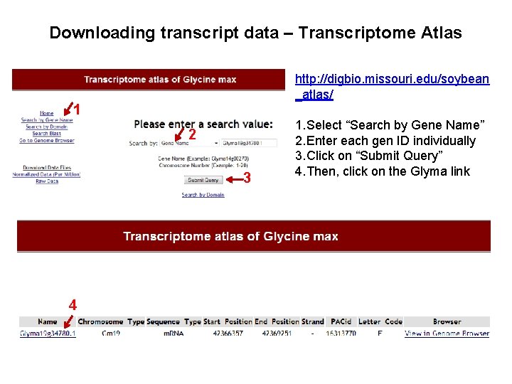Downloading transcript data – Transcriptome Atlas http: //digbio. missouri. edu/soybean _atlas/ 1 2 3